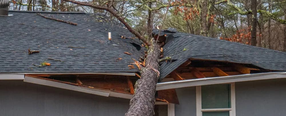 Storm Damage Guide